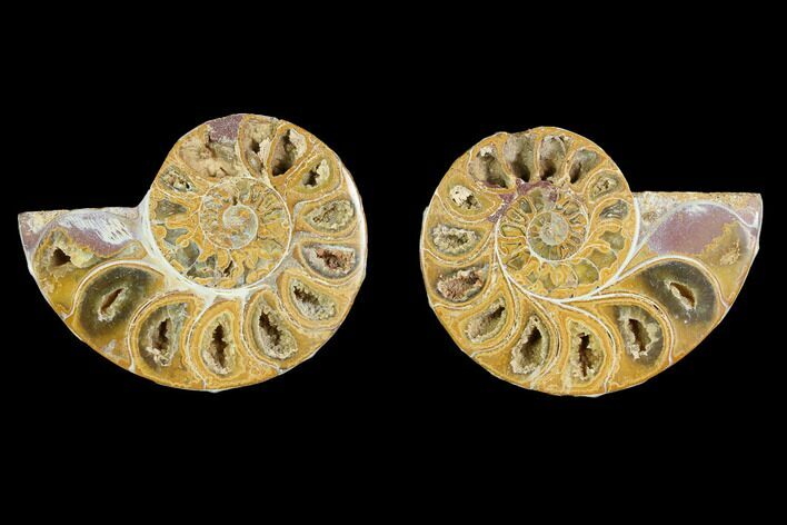 2.9" Cut & Polished Agatized Ammonite Fossil - Jurassic